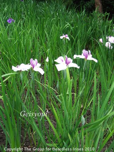 DSCF7415 - Geisyoui